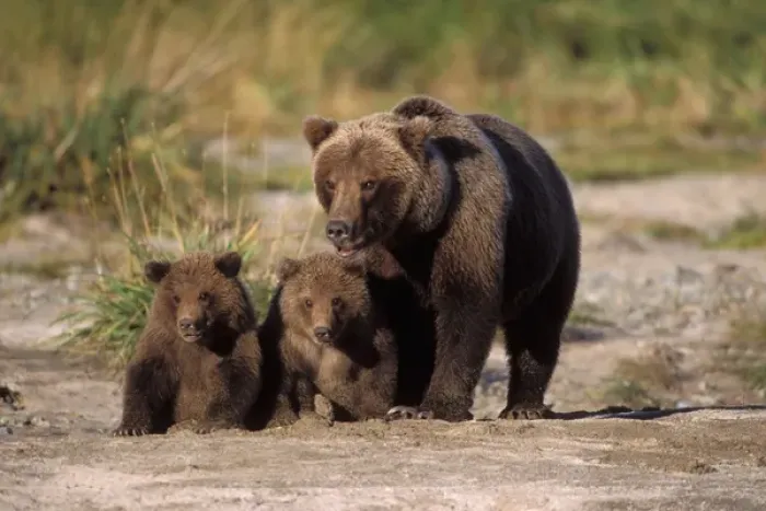 Framed Print : brown bear, Ursus arctos, grizzly bear, Ursus horribils, sow with cubs along a riverbank