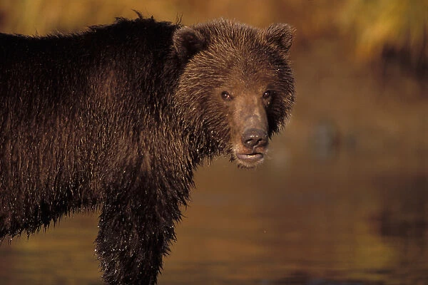brown bear, Ursus arctos, grizzly bear, Ursus horribils, fishing for salmon, east