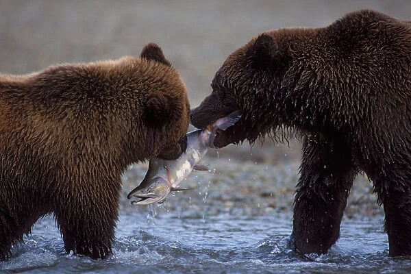 brown bear, Ursus arctos, grizzly bear, Ursus horribils, cub attempts to take a salmon