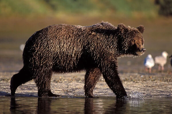 brown bear, Ursus arctos, grizzly bear, Ursus horribils, fishing for pink salmon