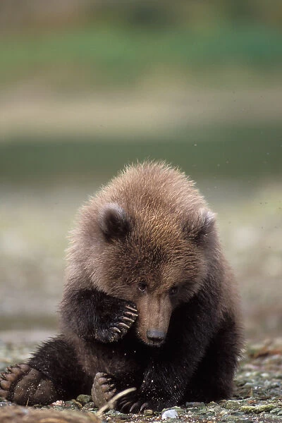 brown bear, Ursus arctos, grizzly bear, Ursus horribils, cub scratching its nose