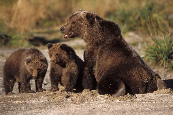 brown bear, Ursus arctos, grizzly bear, Ursus horribils, sow with cubs along a riverbank