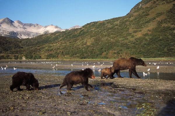 brown bear, Ursus arctos, grizzly bear, Ursus horribils, sow with cubs fish for salmon at low-tide