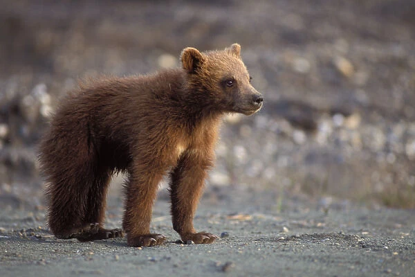 brown bear, Ursus arctos, grizzly bear, Ursus horribils, spring cub outside of Prudhoe Bay