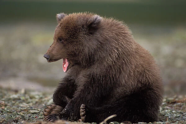 brown bear, Ursus arctos, grizzly bear, Ursus horribils, spring cub yawning, Katmai National Park