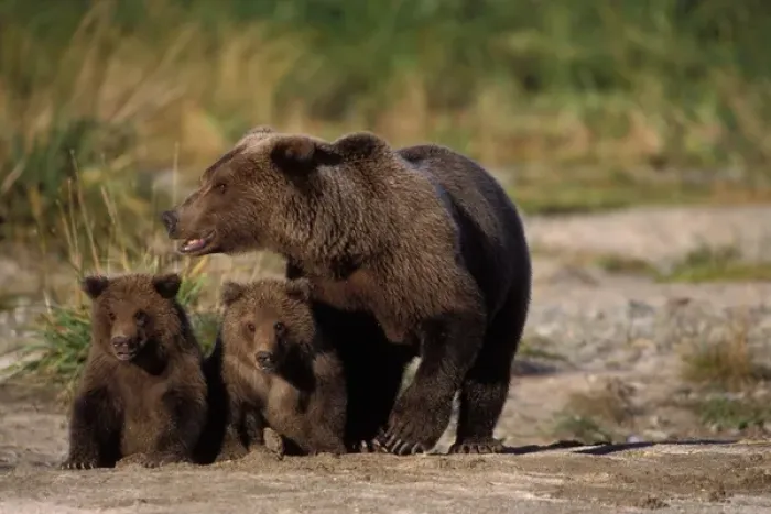 Framed Print : brown bear, Ursus arctos, grizzly bear, Ursus horribils, sow with cubs along a riverbank
