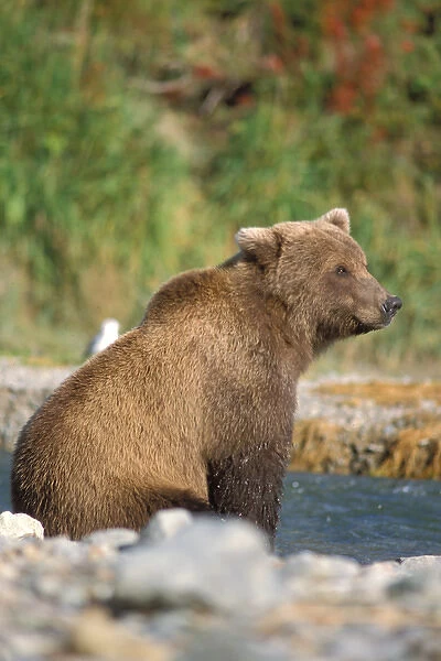 brown bear, Ursus arctos, grizzly bear, Ursus horribils, along a river looking for salmon