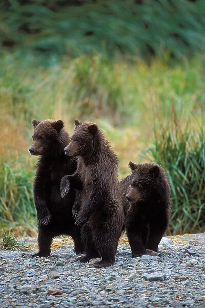 brown bear, Ursus arctos, grizzly bear, Ursus horribils, three standing cubs wait for the mother