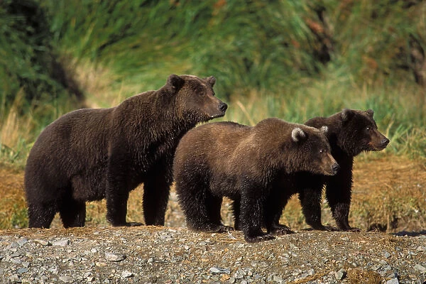 brown bear, Ursus arctos, grizzly bear, Ursus horribils, sow with cubs along a riverbank