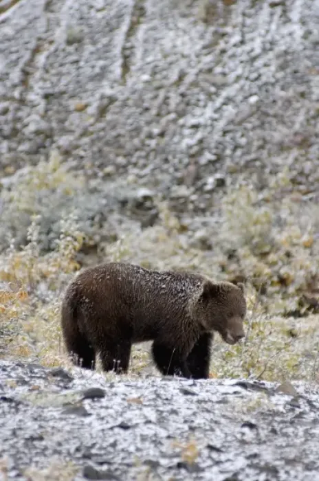 Framed Print : brown bear, Ursus arctos, grizzly bear, Ursus horribils, looking for food after first