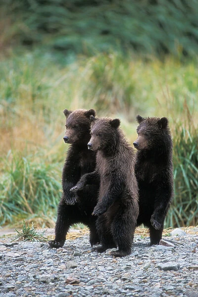 brown bears, Ursus arctos, grizzly bears, Ursus horribils, three spring cubs standing