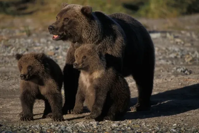Framed Print : brown bears, Ursus arctos, grizzly bears, Ursus horribils, sow with cubs, Katmai Framed Print : brown bears, Ursus arctos, grizzly bears, Ursus horribils, sow with cubs, Katmai
