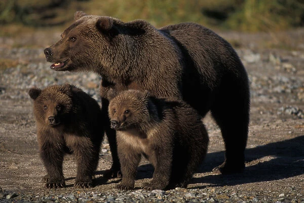 brown bears, Ursus arctos, grizzly bears, Ursus horribils, sow with cubs fishing for salmon