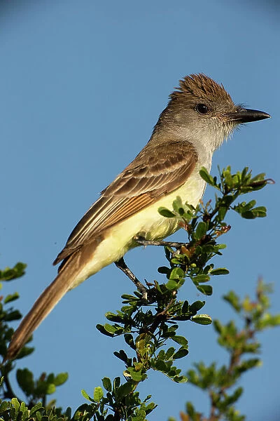 Brown-crested flycatcher on branch, South Texas, USA