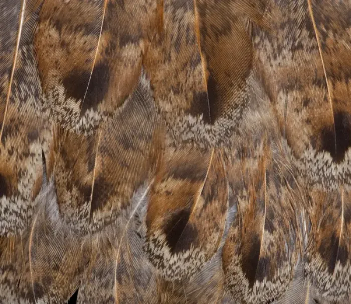 Framed Print : Brown Feather Fanning effect Framed Print : Brown Feather Fanning effect