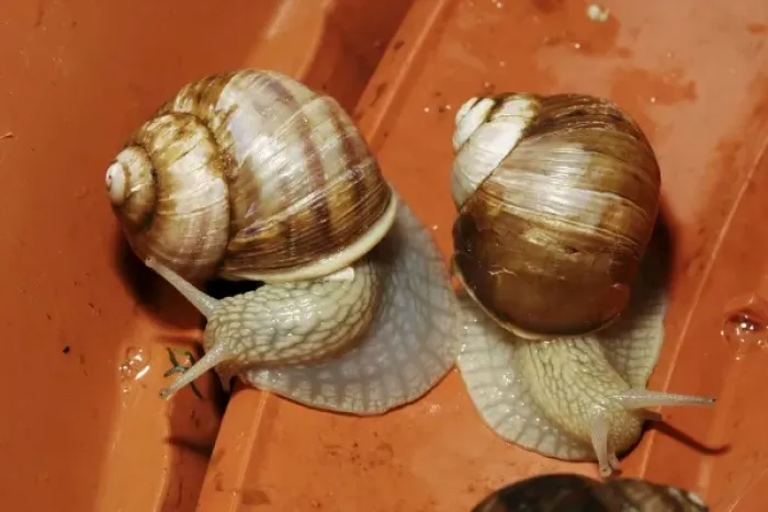Framed Print : The brown garden snail, widely used in escargot. (MR)