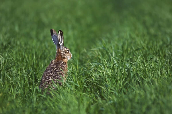 Brown Hare, Lepus europaeus, adult in meadow, National Park Lake Neusiedl, Burgenland