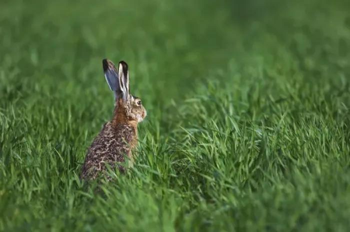 Framed Print : Brown Hare, Lepus europaeus, adult in meadow, National Park Lake Neusiedl, Burgenland Framed Print : Brown Hare, Lepus europaeus, adult in meadow, National Park Lake Neusiedl, Burgenland