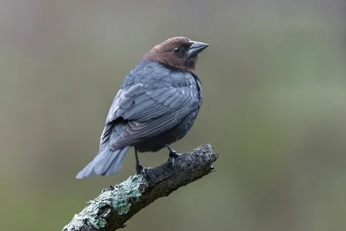 Framed Print : Brown-headed cowbird Framed Print : Brown-headed cowbird