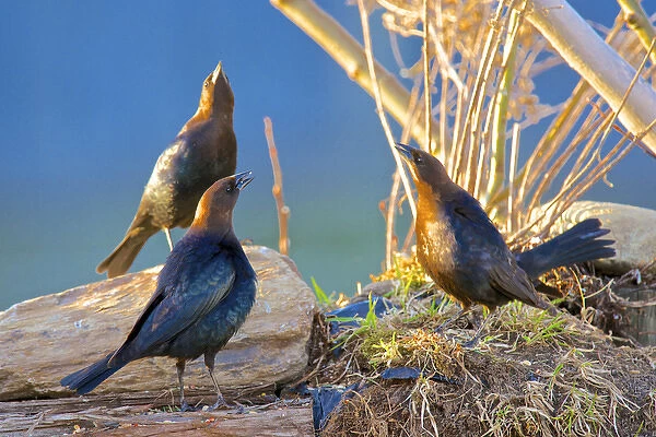 The brown-headed cowbird (Molothrus ater) is a small brood parasitic icterid of temperate