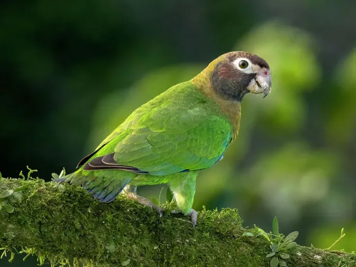 Framed Print : Brown-hooded parrot, Costa Rica, Central America Framed Print : Brown-hooded parrot, Costa Rica, Central America