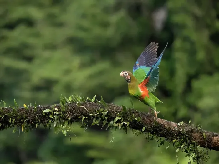 Framed Print : Brown-hooded parrot, Costa Rica, Central America