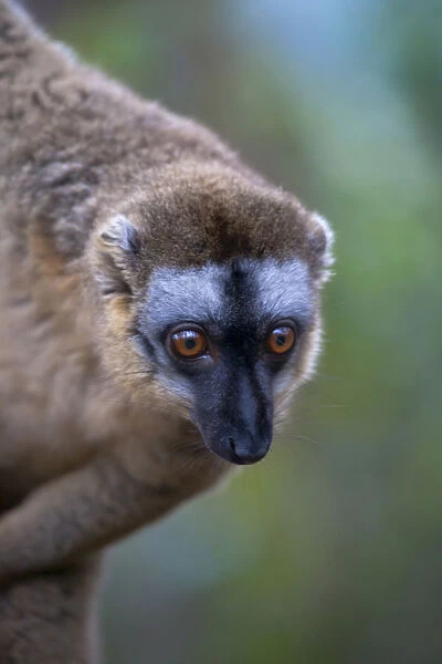 Brown lemur (Eulemur fulvus) in the forest, Perinet Reserve, Toamasina, Madagascar
