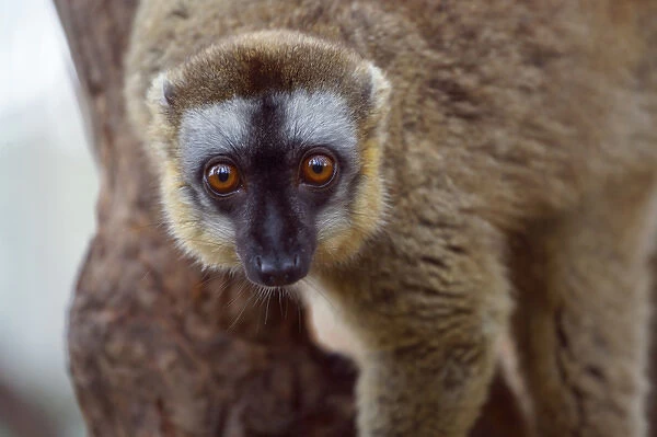 Brown lemur (Eulemur fulvus) in the forest, Perinet Reserve, Toamasina, Madagascar