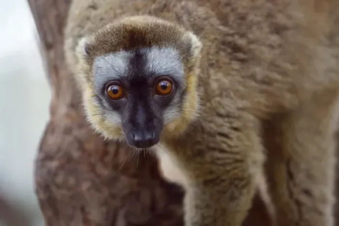 Framed Print : Brown lemur (Eulemur fulvus) in the forest, Perinet Reserve, Toamasina, Madagascar