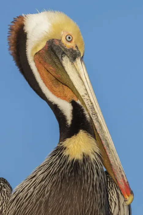 Framed Print : Brown pelican Framed Print : Brown pelican