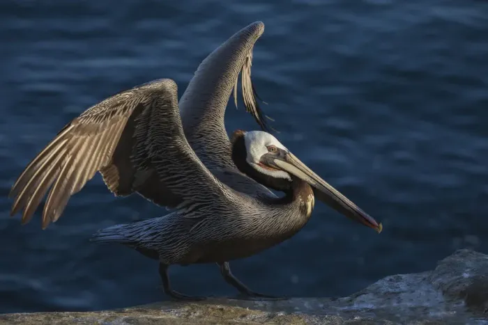 Framed Print : Brown pelican Framed Print : Brown pelican