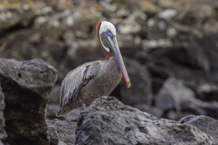 Framed Print : Brown pelican, Espanola Island, Galapagos, Ecuador Framed Print : Brown pelican, Espanola Island, Galapagos, Ecuador