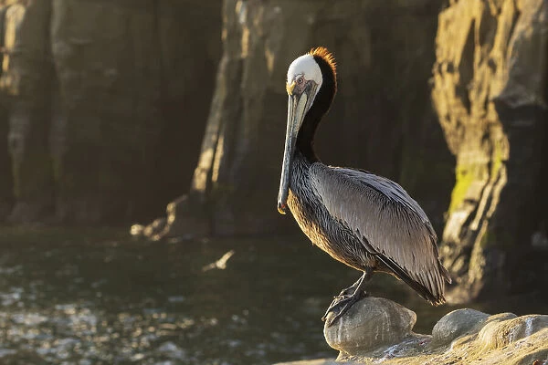 Brown pelican at first light