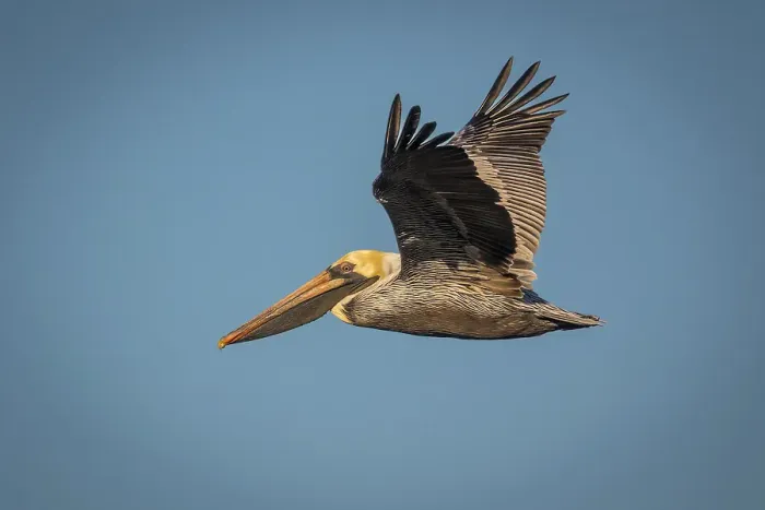 Framed Print : A brown pelican flies across the sky