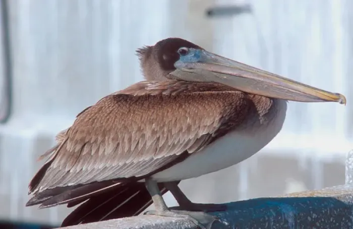 Framed Print : Brown pelican in Florida. brown pelican, bird, wildlife, seabird, bill, feathers