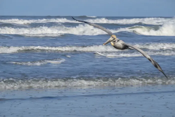 Framed Print : Brown Pelican flying, New Smyrna Beach, Florida, USA