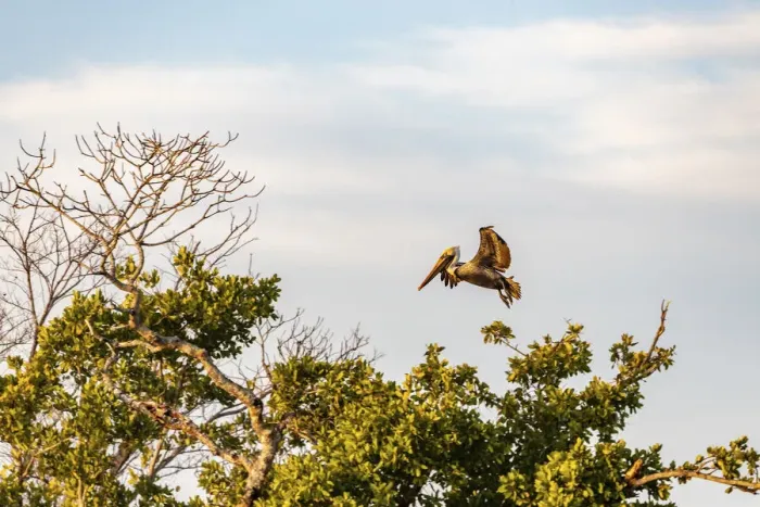 Framed Print : Brown pelican flying at Ten Thousand Islands National Wildlife Refuge in Everglades Framed Print : Brown pelican flying at Ten Thousand Islands National Wildlife Refuge in Everglades