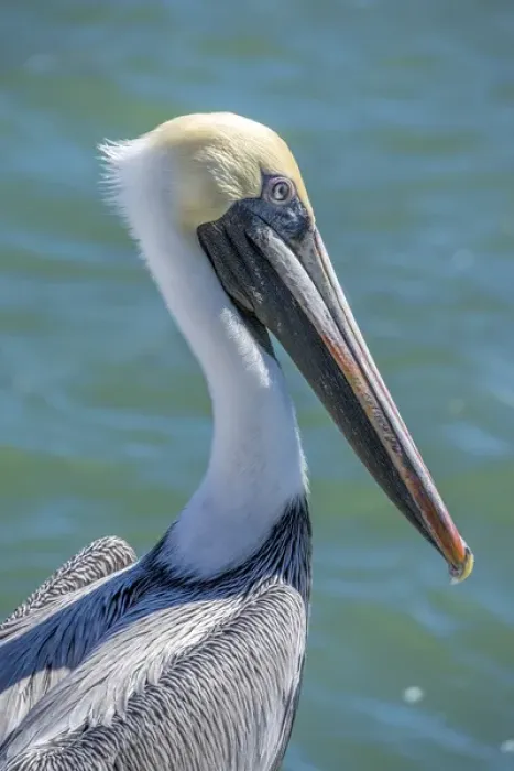 Framed Print : Brown Pelican, Intracoastal waterway, Florida, USA Framed Print : Brown Pelican, Intracoastal waterway, Florida, USA