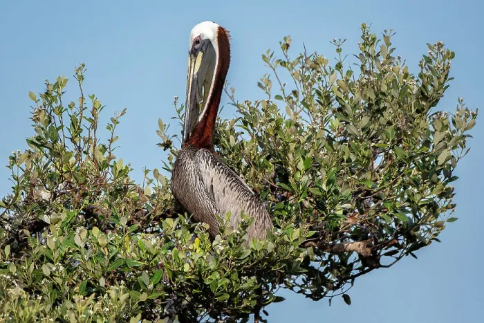 Framed Print : Brown pelican in a mangrove tree Framed Print : Brown pelican in a mangrove tree