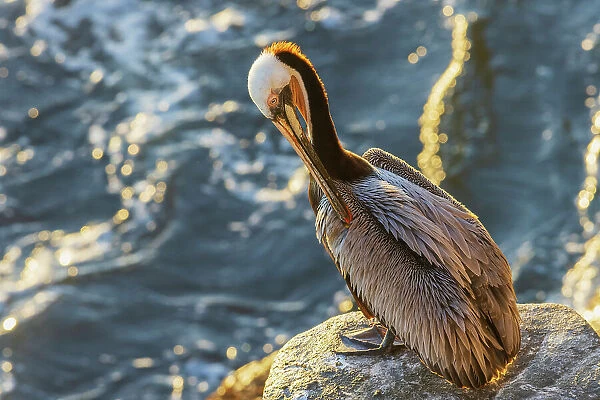 Brown pelican, morning preening, Southern California coast, USA