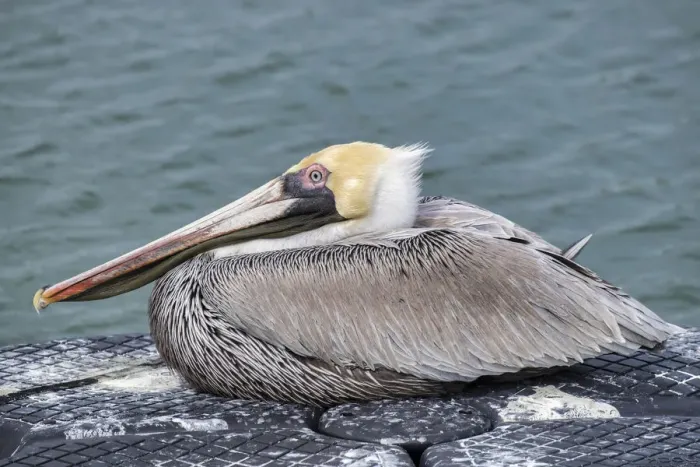 Framed Print : Brown pelican, New Smyrna Beach, Florida, USA