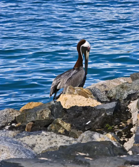 Framed Print : The Brown Pelican ( Pelecanus Occidentalis ) Framed Print : The Brown Pelican ( Pelecanus Occidentalis )