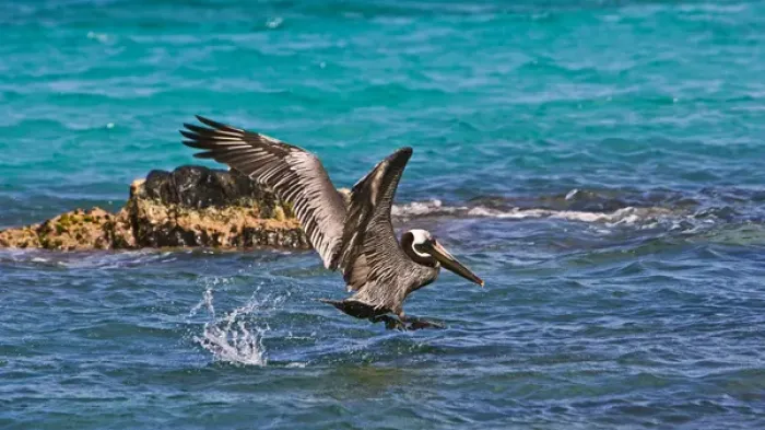 Framed Print : The Brown Pelican ( Pelecanus Occidentalis )