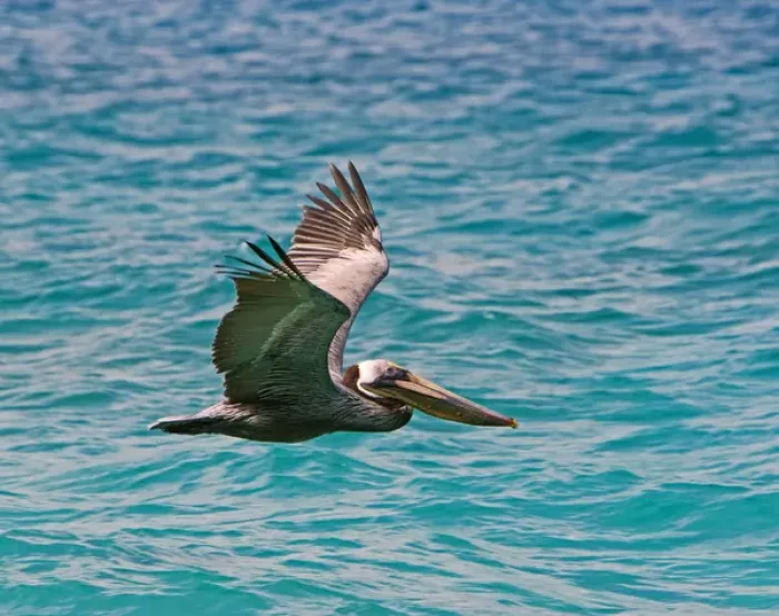 Framed Print : The Brown Pelican ( Pelecanus Occidentalis ) Framed Print : The Brown Pelican ( Pelecanus Occidentalis )
