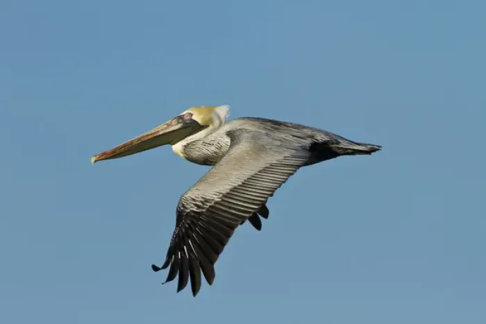 Framed Print : Brown Pelican (Pelecanus occidentalis) adult in flight, Texas coast Framed Print : Brown Pelican (Pelecanus occidentalis) adult in flight, Texas coast