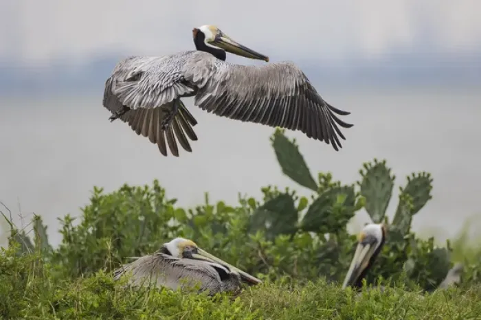 Framed Print : Brown Pelican (Pelecanus occidentalis) nesting Framed Print : Brown Pelican (Pelecanus occidentalis) nesting