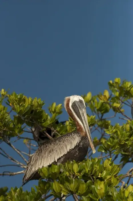 Framed Print : Brown Pelican (Pelecanus occidentalis) Puenta Gruesa Mahahual Peninsula Framed Print : Brown Pelican (Pelecanus occidentalis) Puenta Gruesa Mahahual Peninsula