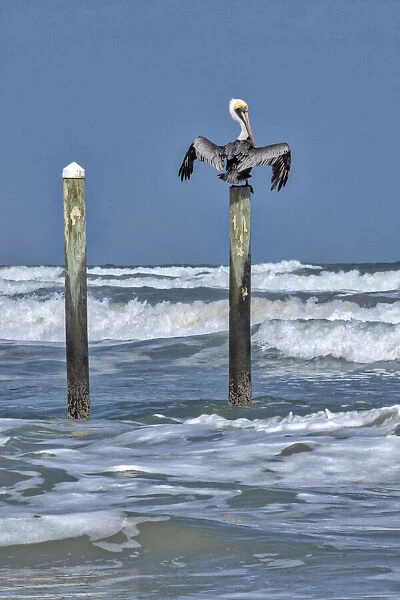 Brown Pelican perched on piling