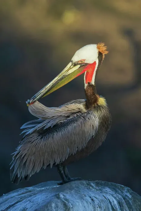 Framed Print : Brown pelican preening, coastal Southern California, USA Framed Print : Brown pelican preening, coastal Southern California, USA