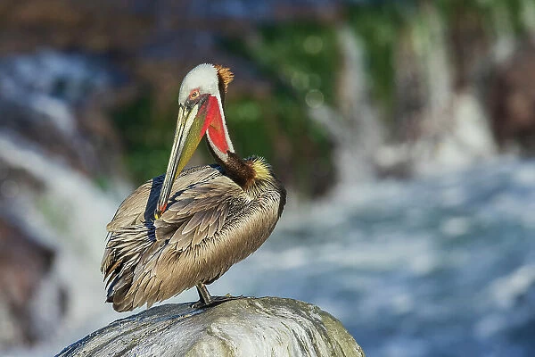 Brown pelican, preening session